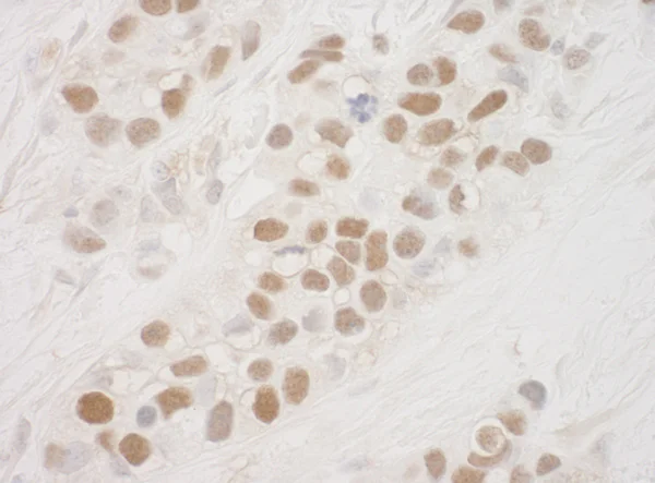 Immunohistochemistry (Formalin/PFA-fixed paraffin-embedded sections) - Anti-MSK1 antibody (AB99412)