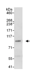 Immunoprecipitation - Anti-MSK1 antibody (AB99412)