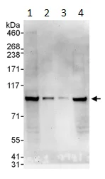 Western blot - Anti-MSK1 antibody (AB99412)