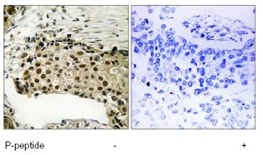 Immunohistochemistry (Formalin/PFA-fixed paraffin-embedded sections) - Anti-MSK1 (phospho S212) antibody (AB79499)