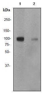 Western blot - Anti-MSK1 (phospho S360) antibody [EP1888Y] (AB81294)