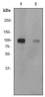 Western blot - Anti-MSK1 (phospho S360) antibody [EP1888Y] (AB81294)