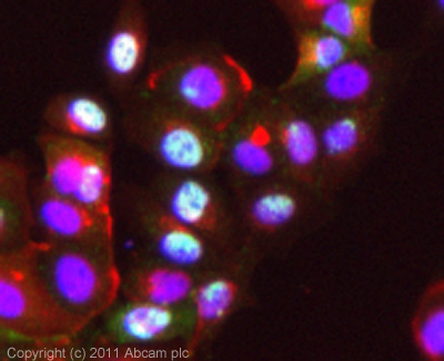 Immunocytochemistry/ Immunofluorescence - Anti-MSK1 (phospho S360) antibody [EP1888Y] - BSA and Azide free (AB239899)