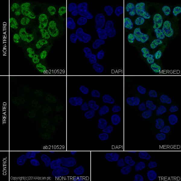 Immunocytochemistry/ Immunofluorescence - Anti-MSK1 (phospho S376) antibody [E375] - BSA and Azide free (AB210529), expandable thumbnail