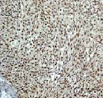 Immunohistochemistry (Formalin/PFA-fixed paraffin-embedded sections) - Anti-MSK1 (phospho S376) antibody [E375] - BSA and Azide free (AB210529)