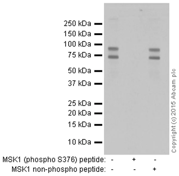 Western blot - Anti-MSK1 (phospho S376) antibody [E375] - BSA and Azide free (AB210529)