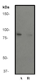 Western blot - Anti-MSK1 (phospho S376) antibody [E375] - BSA and Azide free (AB210529), expandable thumbnail