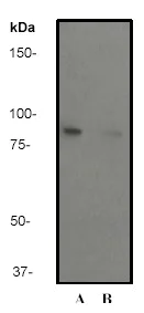 Western blot - Anti-MSK1 (phospho S376) antibody [E375] - BSA and Azide free (AB210529)