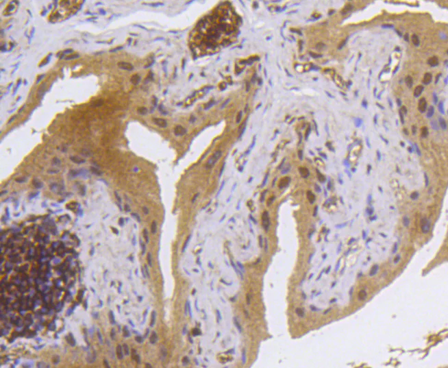 Immunohistochemistry (Formalin/PFA-fixed paraffin-embedded sections) - Anti-MSK1 (phospho S376) antibody [SN63-05] (AB326624)