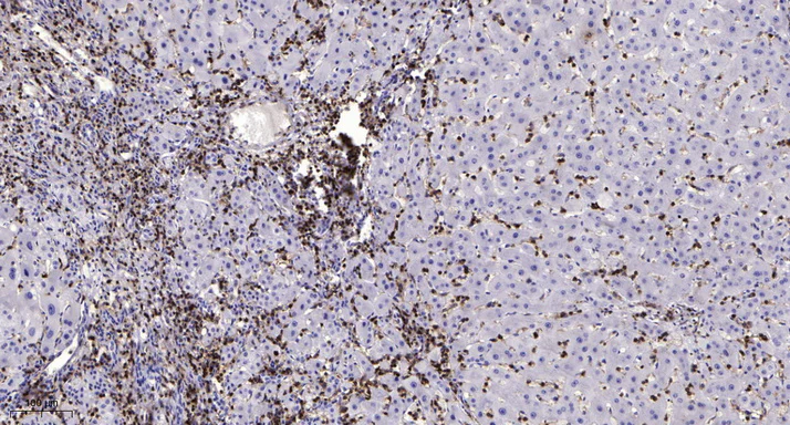Immunohistochemistry (Formalin/PFA-fixed paraffin-embedded sections) - Anti-MSK1 (phospho S376) antibody [SN63-05] (AB326624)