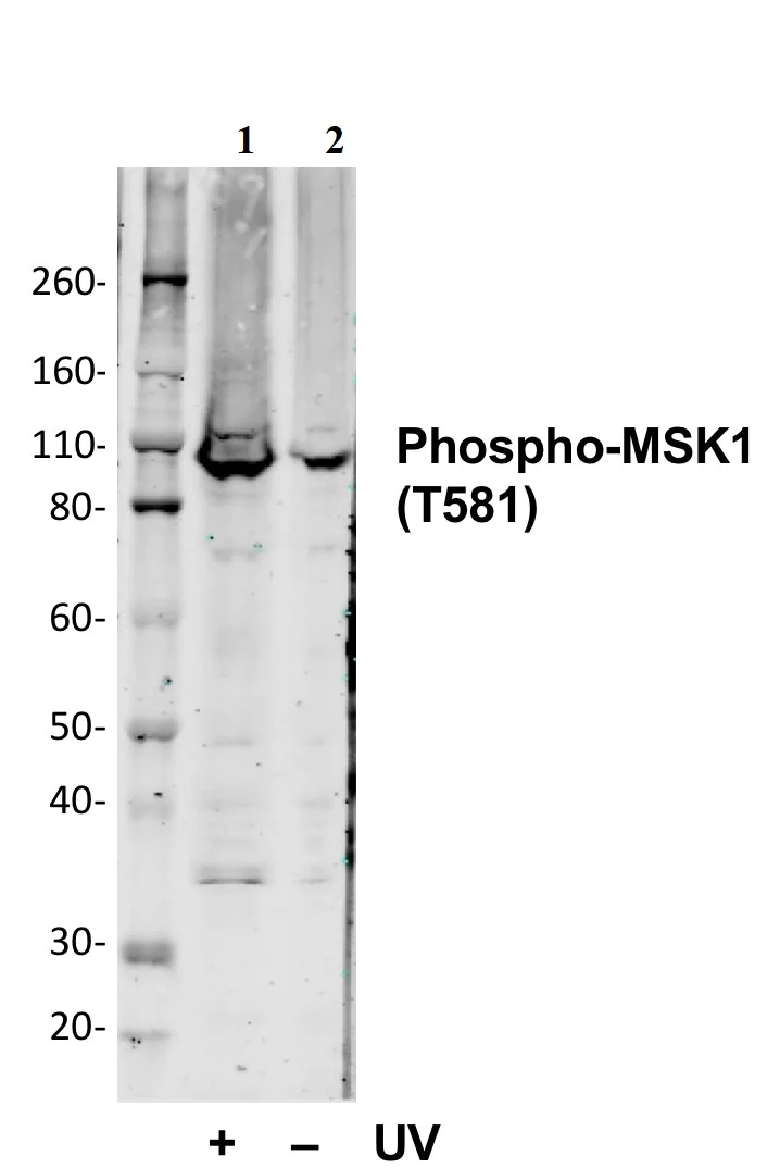 Western blot - Anti-MSK1 (phospho T581) antibody [MSK1T581-A5] (AB278550)
