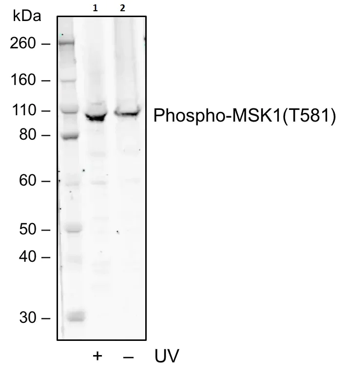 Western blot - Anti-MSK1 (phospho T581) antibody [MSK1T581-A5] (AB278550)