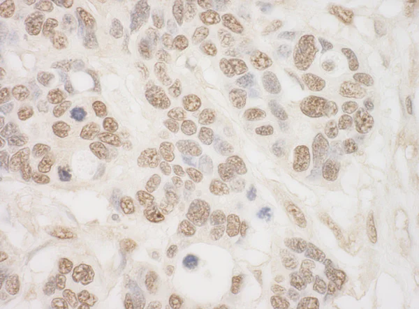 Immunohistochemistry (Formalin/PFA-fixed paraffin-embedded sections) - Anti-MSK2 / RSK-B antibody (AB99411)
