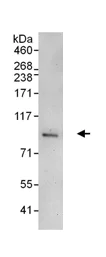 Immunoprecipitation - Anti-MSK2 / RSK-B antibody (AB99411)