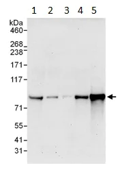 Western blot - Anti-MSK2 / RSK-B antibody (AB99411)
