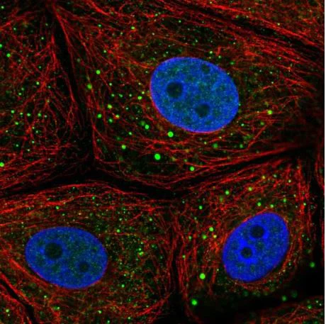 Immunocytochemistry/ Immunofluorescence - Anti-MSMP antibody (AB185471)
