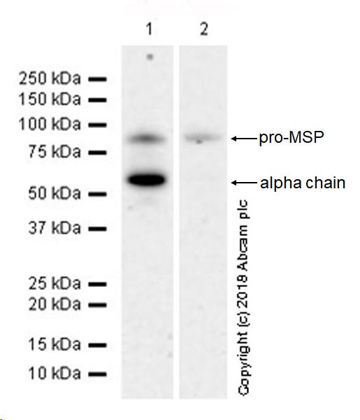 Western blot - Anti-MSP/MST1 antibody [EPR22184-180] - BSA and Azide free (AB245826)