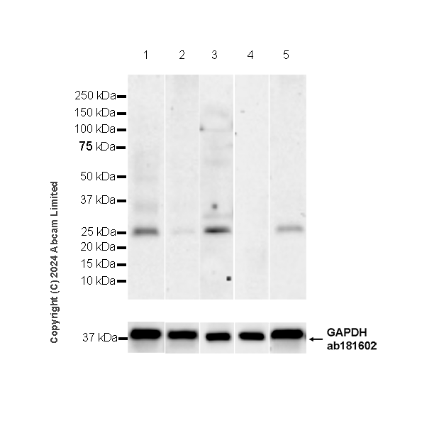 Western blot - Anti-MSRA antibody [EPR29159-5] (AB322706), expandable thumbnail
