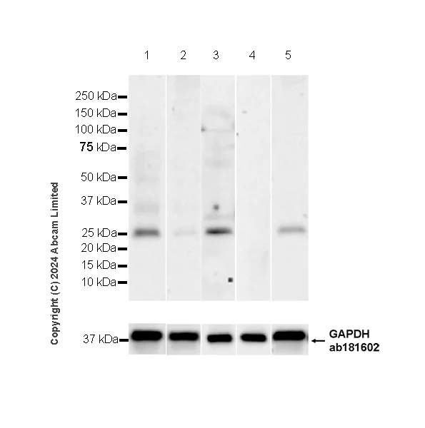 Western blot - Anti-MSRA antibody [EPR29159-5] (AB322706)