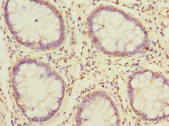 Immunohistochemistry (Formalin/PFA-fixed paraffin-embedded sections) - Anti-MSRB2 antibody (AB229940)