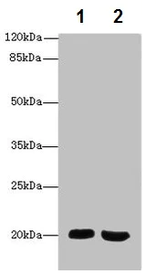 Western blot - Anti-MSRB2 antibody (AB229940)