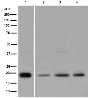 Western blot - Anti-MSRB3 antibody [EPR13664] - BSA and Azide free (AB250232)