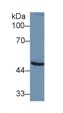 Western blot - Anti-MSS1 antibody (AB233127)