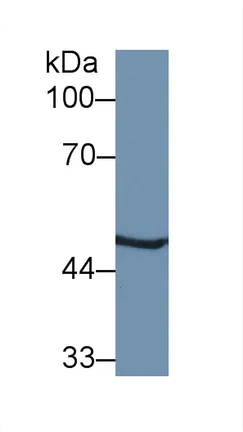 Western blot - Anti-MSS1 antibody (AB233127)