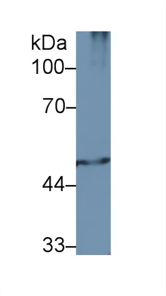 Western blot - Anti-MSS1 antibody (AB233127)