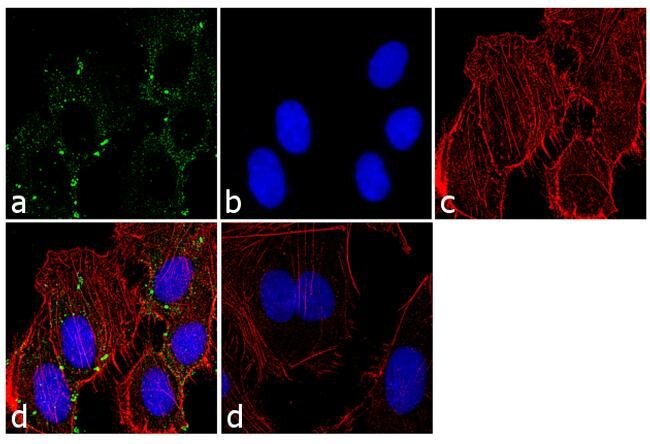 Immunocytochemistry/ Immunofluorescence - Anti-MSS1 antibody (AB3322)