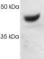 Western blot - Anti-MSS1 antibody (AB3322)