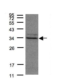 Western blot - Anti-MST antibody (AB154514)