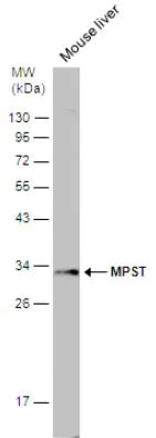 Western blot - Anti-MST antibody (AB154514)
