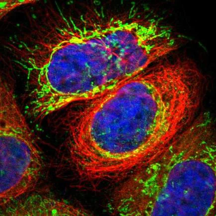 Immunocytochemistry - Anti-MST antibody (AB224043)