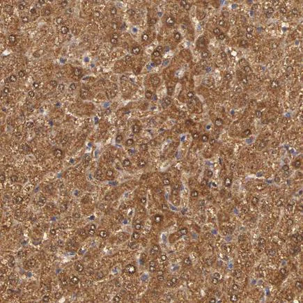Immunohistochemistry (Formalin/PFA-fixed paraffin-embedded sections) - Anti-MST antibody (AB224043)