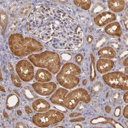 Immunohistochemistry (Formalin/PFA-fixed paraffin-embedded sections) - Anti-MST antibody (AB224043)