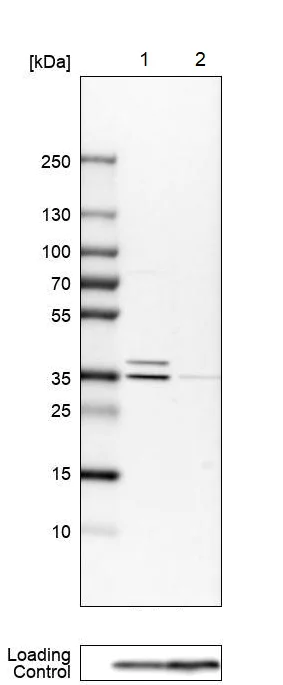 Western blot - Anti-MST antibody (AB224043)