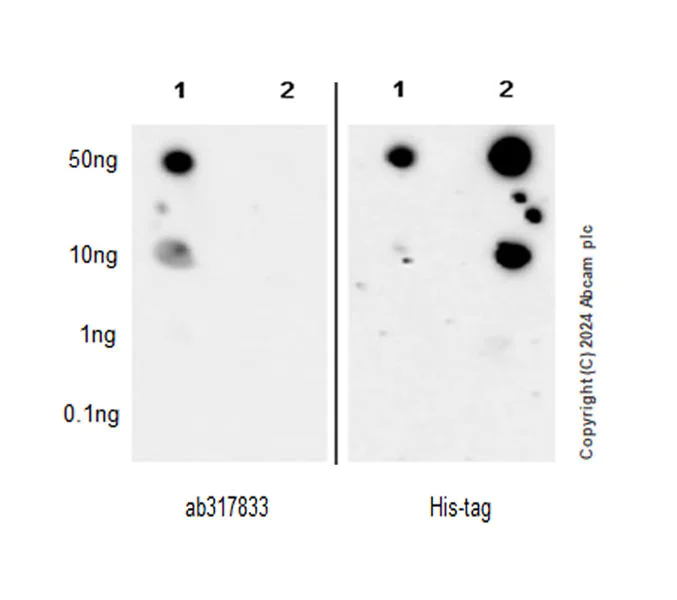 Dot Blot - Anti-MST antibody [EPR29168-60] - BSA and Azide free (AB317834)
