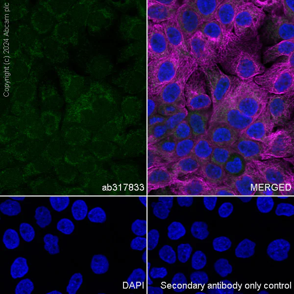Immunocytochemistry/ Immunofluorescence - Anti-MST antibody [EPR29168-60] - BSA and Azide free (AB317834)