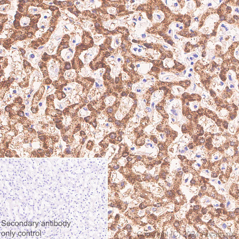 Immunohistochemistry (Formalin/PFA-fixed paraffin-embedded sections) - Anti-MST antibody [EPR29168-60] - BSA and Azide free (AB317834)