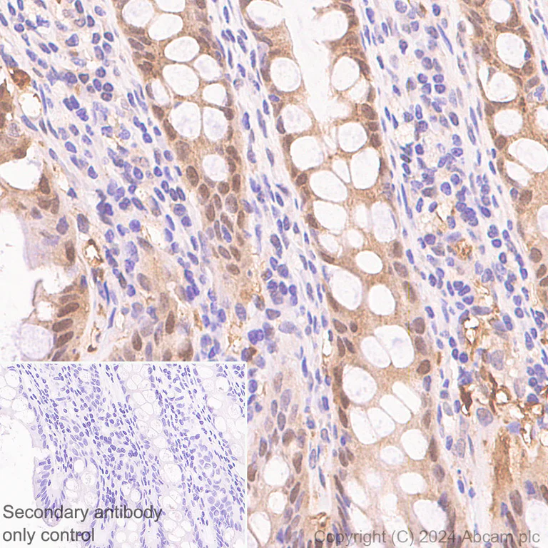 Immunohistochemistry (Formalin/PFA-fixed paraffin-embedded sections) - Anti-MST antibody [EPR29168-60] - BSA and Azide free (AB317834)
