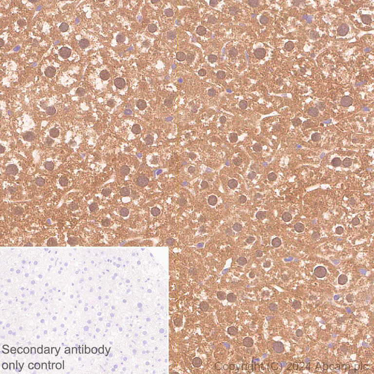 Immunohistochemistry (Formalin/PFA-fixed paraffin-embedded sections) - Anti-MST antibody [EPR29168-60] - BSA and Azide free (AB317834)