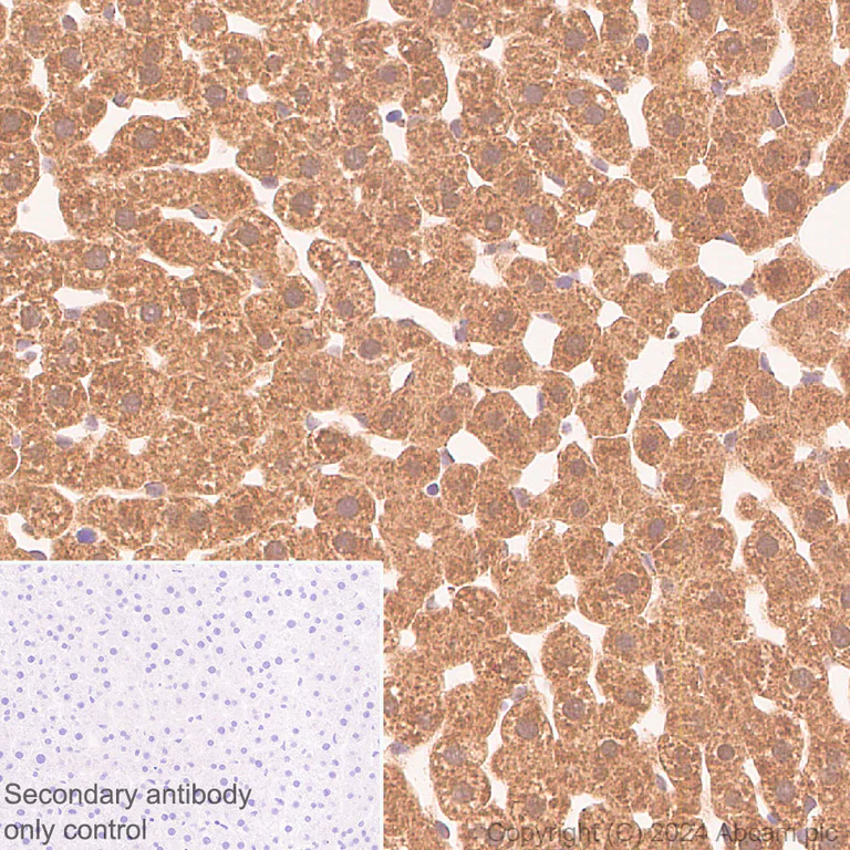 Immunohistochemistry (Formalin/PFA-fixed paraffin-embedded sections) - Anti-MST antibody [EPR29168-60] - BSA and Azide free (AB317834)