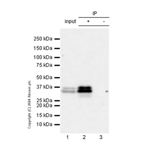 Immunoprecipitation - Anti-MST antibody [EPR29168-60] - BSA and Azide free (AB317834)