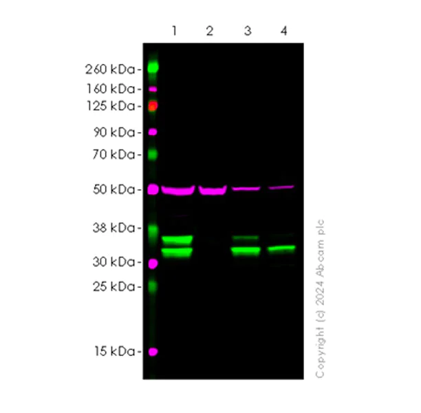 Western blot - Anti-MST antibody [EPR29168-60] - BSA and Azide free (AB317834)