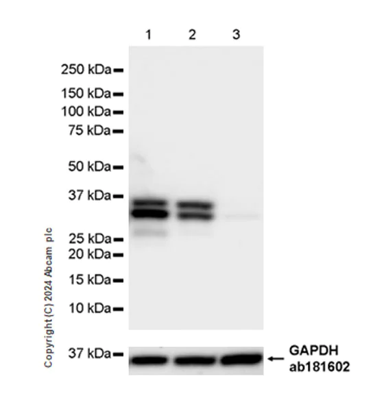 Western blot - Anti-MST antibody [EPR29168-60] - BSA and Azide free (AB317834)