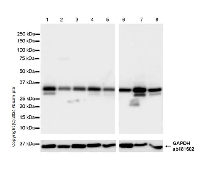 Western blot - Anti-MST antibody [EPR29168-60] - BSA and Azide free (AB317834)