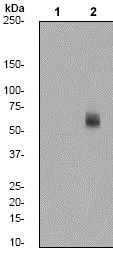 Western blot - Anti-MST1 (phospho T183) + MST2 (phospho T180) antibody [EPR1467Y] - BSA and Azide free (AB247466)