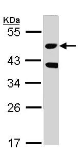 Western blot - Anti-MST3 antibody (AB96705)