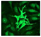 Immunocytochemistry/ Immunofluorescence - Anti-MST3 antibody [EP1468Y] (AB51137), expandable thumbnail